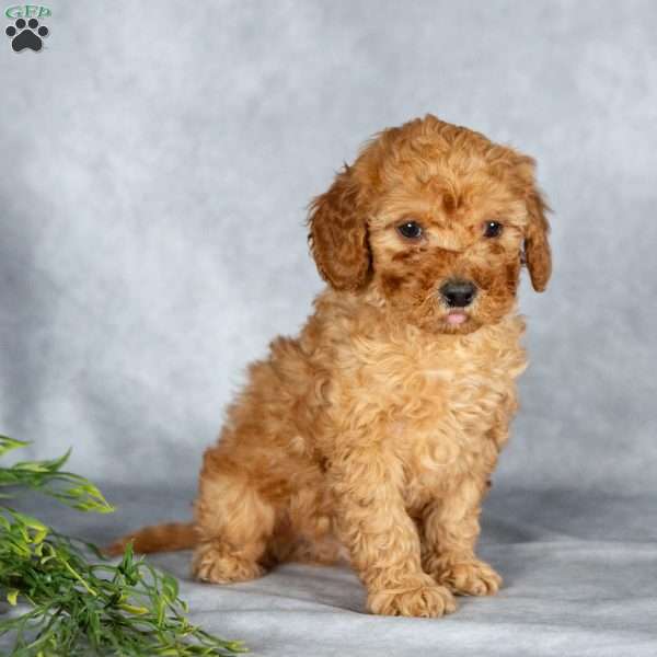 Justin, Miniature Poodle Puppy